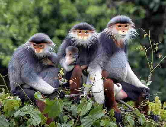 Vietnam, des ponts pour sauver les singes