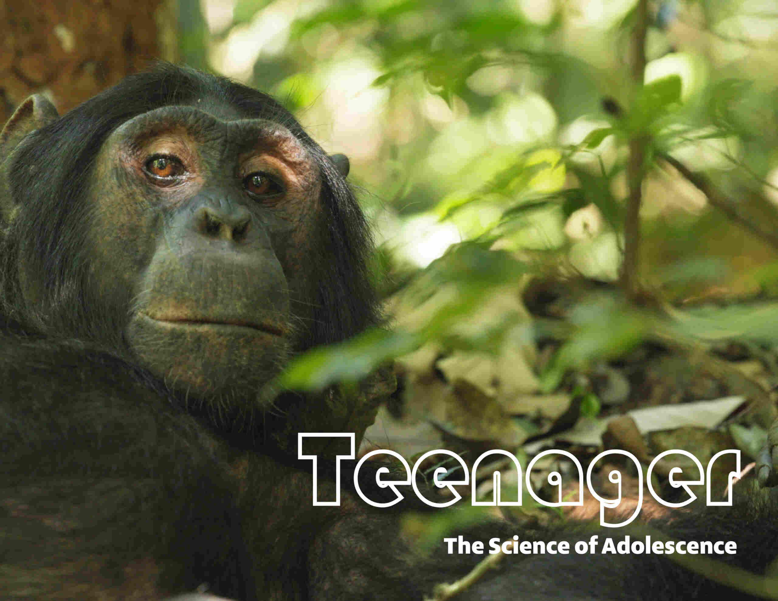 Teenager